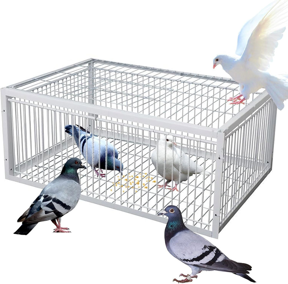 Cage à Oiseaux